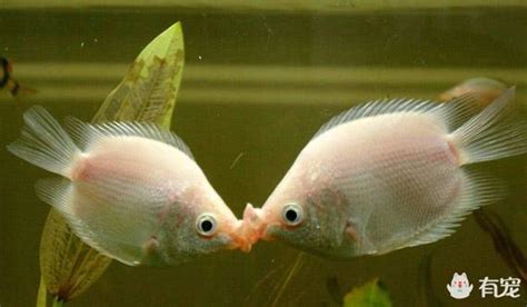 接吻魚飼養|最纏綿的水底戀人——接吻魚的飼養基礎小知識